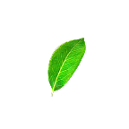 leaf-1