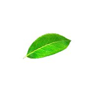 leaf-2